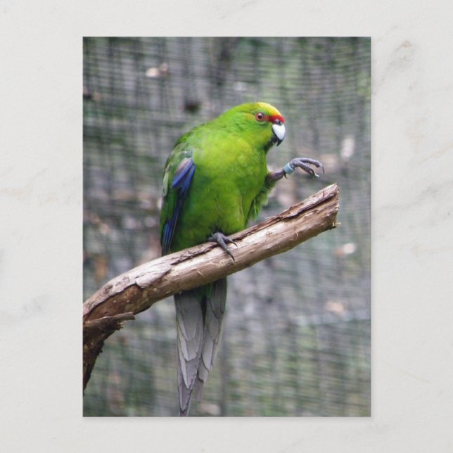 Yellow-crowned Parakeet Postcard (Front)