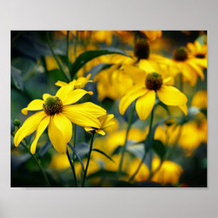 Yellow Cut Leaf Coneflower Floral Photograph Poster