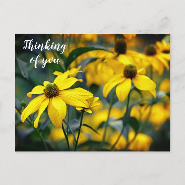 Yellow Cut Leaf Coneflower Thinking of you Postcard (Front)