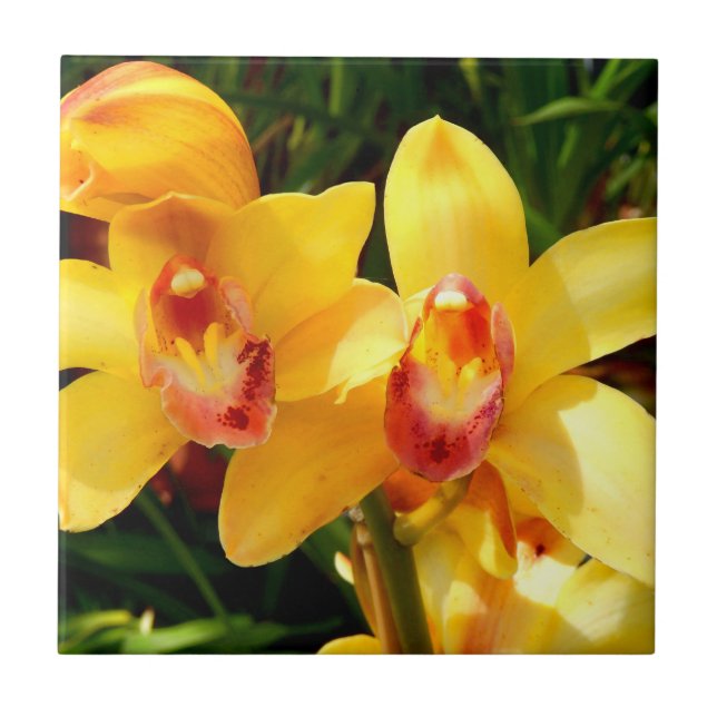 Yellow Cymbidium Orchid Ceramic Tile (Front)
