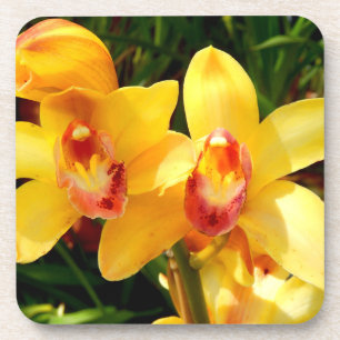 Yellow Cymbidium Orchid Hard Plastic Coaster