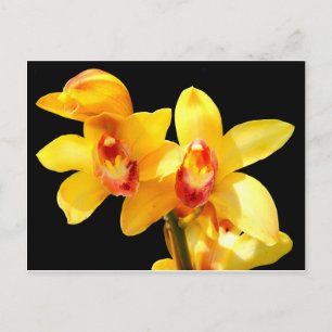 Yellow Cymbidium Orchid Postcard