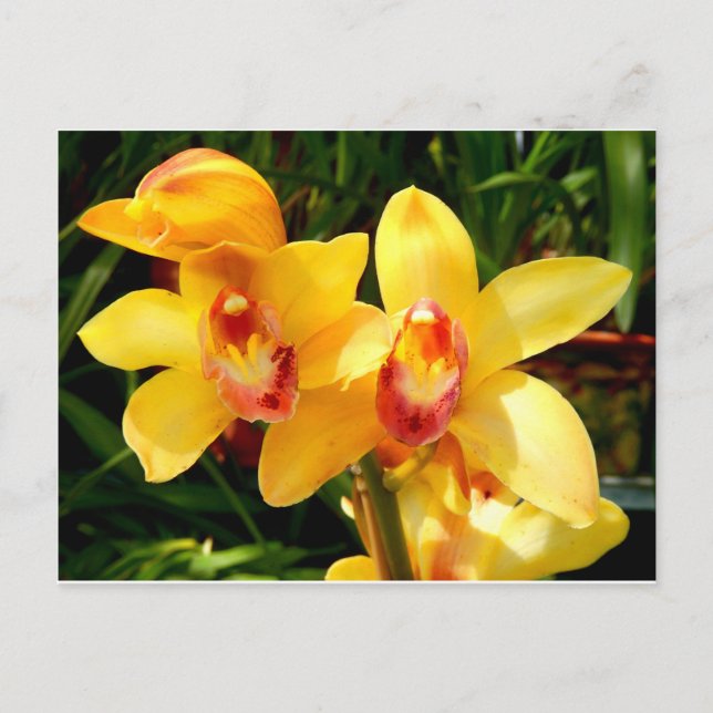 Yellow Cymbidium Orchid postcard (Front)