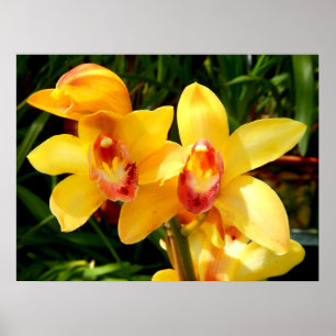 Yellow Cymbidium Orchid Poster