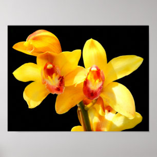 Yellow Cymbidium Orchid Poster