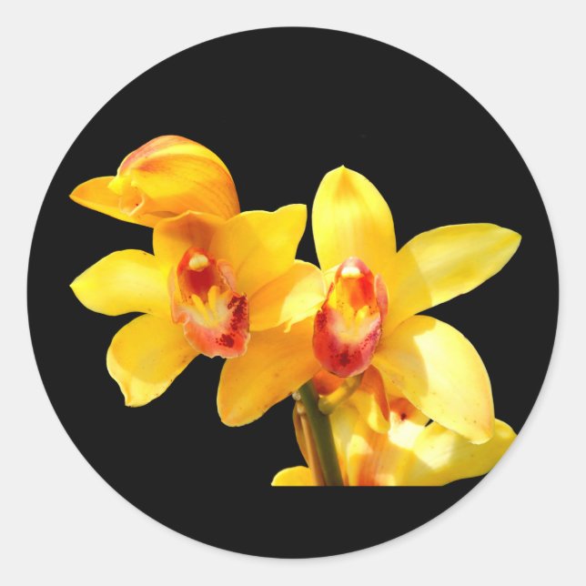 Yellow Cymbidium Orchid Stickers (Front)
