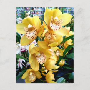 Yellow Cymbidium Orchids Postcard