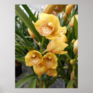 Yellow Cymbidium Orchids Poster