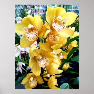 Yellow Cymbidium Orchids Poster