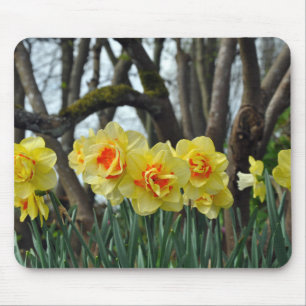 Yellow daffodil beauty mouse mat