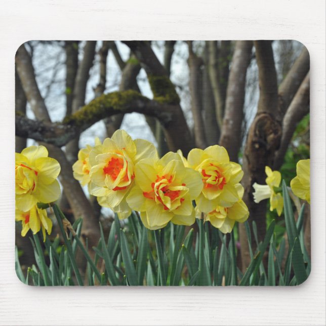 Yellow daffodil beauty mouse mat (Front)