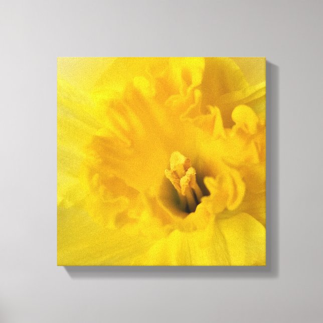 yellow daffodil canvas print (Front)
