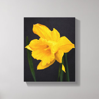 Yellow Daffodil Canvas Print