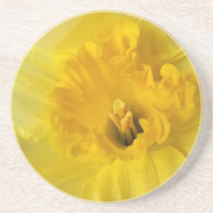 yellow daffodil coaster