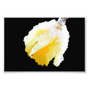Yellow Daffodil Covered in Winter Snow Photo Print