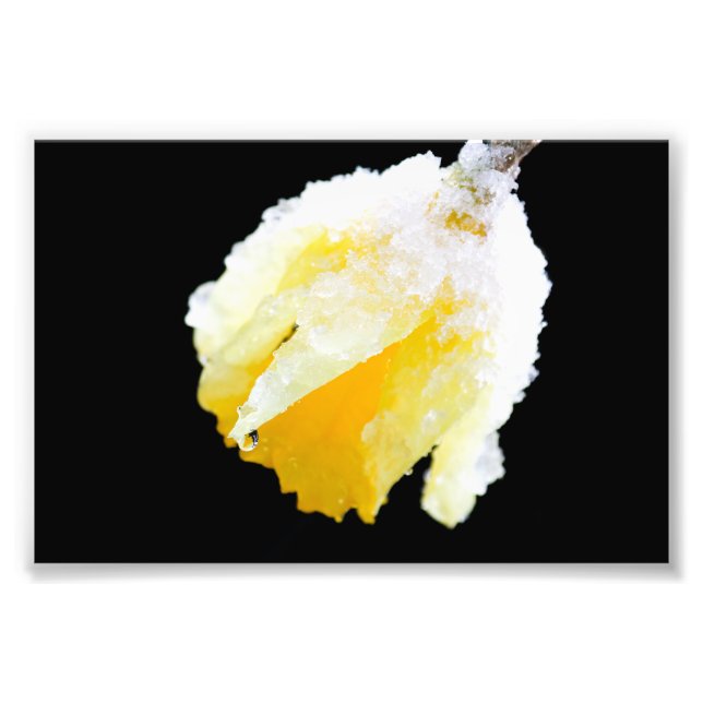Yellow Daffodil Covered in Winter Snow Photo Print (Front)