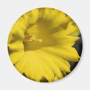 Yellow Daffodil Flower Close Up Photography Magnet