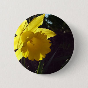 yellow daffodil flower in the sunlight 6 cm round badge