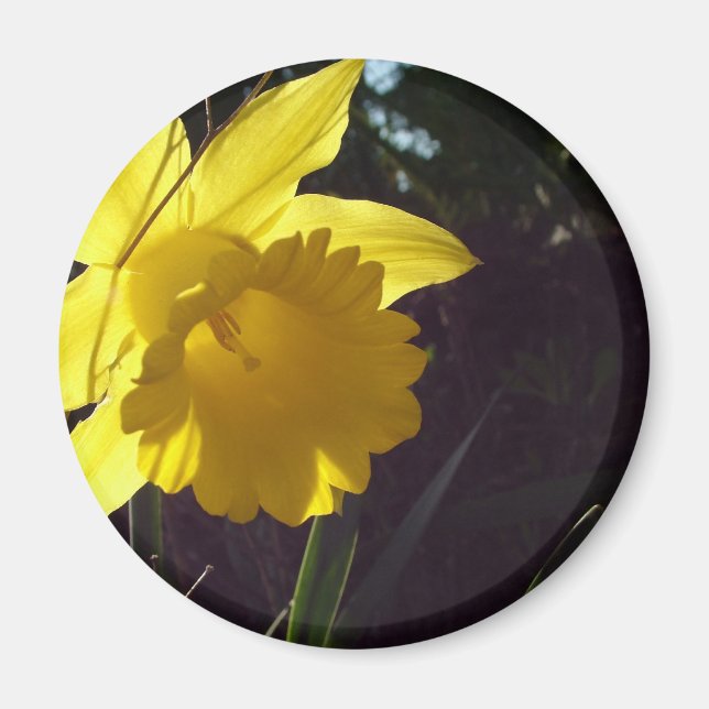 yellow daffodil flower in the sunlight magnet (Front)