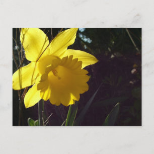 yellow daffodil flower in the sunlight postcard