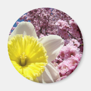 Yellow Daffodil Flower magnet Pink Tree Blossoms