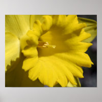 Yellow Daffodil Flower Petals And Center