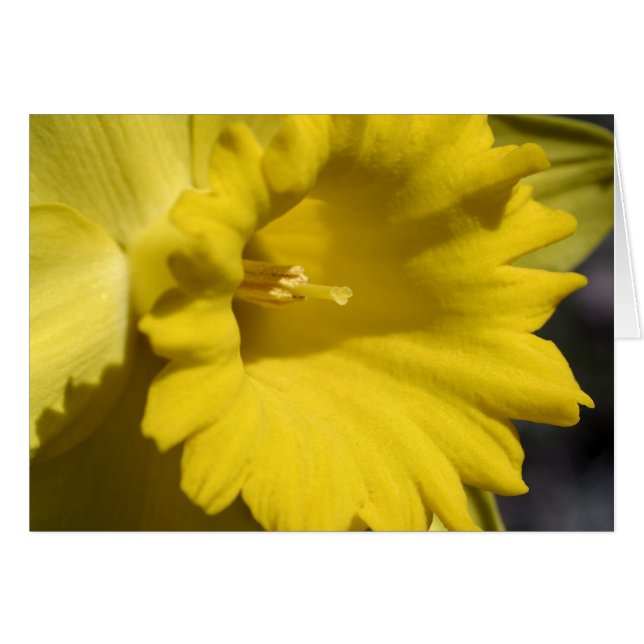 Yellow Daffodil Flower Photography Card (Front Horizontal)