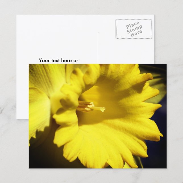 Yellow Daffodil Flower Photography  Postcard (Front/Back)