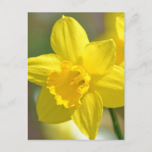 Yellow Daffodil Flower Postcard