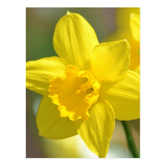 Yellow Daffodil Flower Postcard