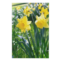Yellow Daffodil Flowers Faux Wrapped Canvas Large