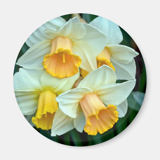 Yellow daffodil flowers magnet (Front)