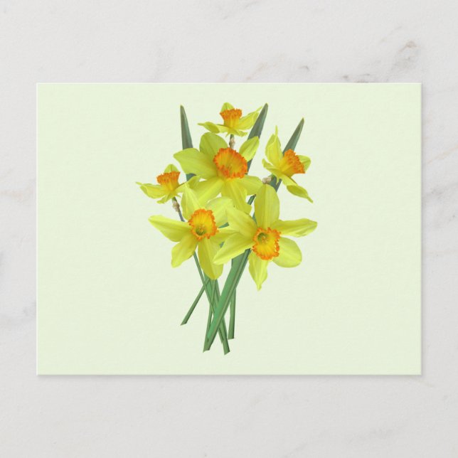Yellow Daffodil Flowers Postcard (Front)