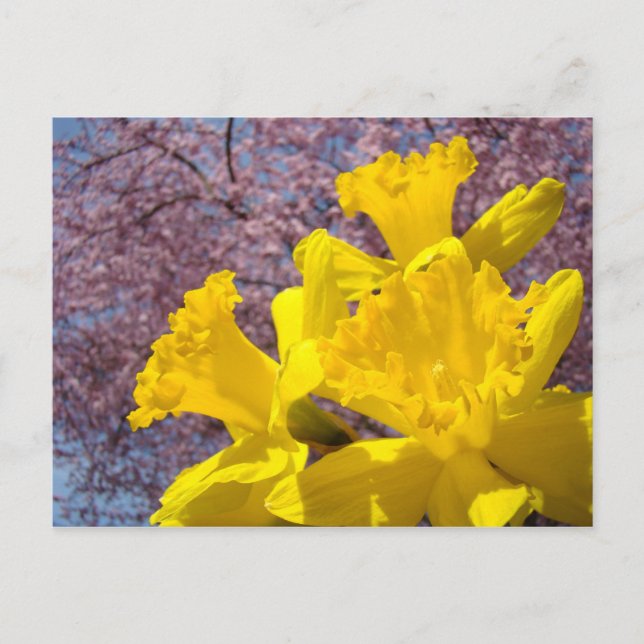 Yellow Daffodil Flowers postcards Tree Blossoms (Front)