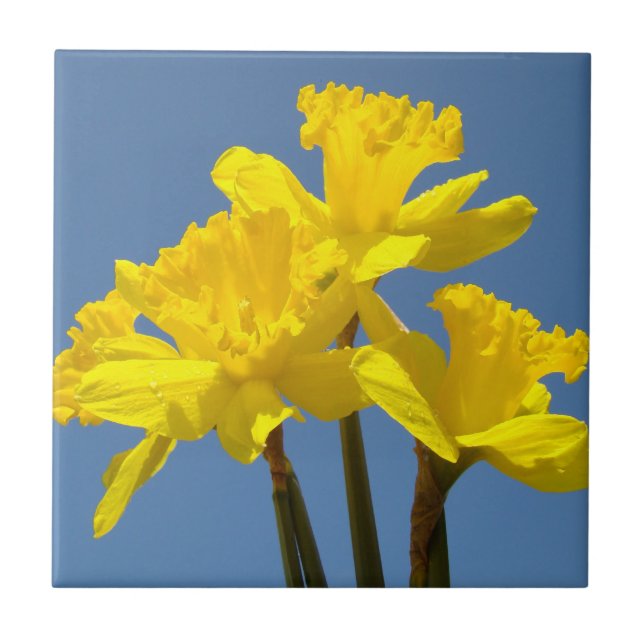 Yellow Daffodil Flowers Tile Art Daffodils (Front)