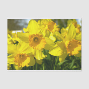 Yellow Daffodil Flowers   Tissue Paper