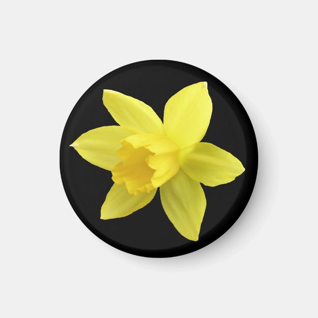 Yellow Daffodil on Black Magnet (Front)
