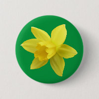 Yellow Daffodil on Green