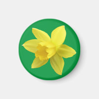 Yellow Daffodil on Green