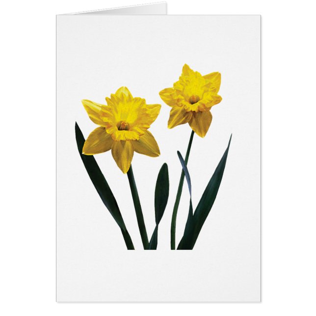 Yellow Daffodil Pair (Front)