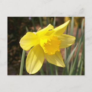 Yellow Daffodil Postcard