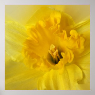 yellow daffodil poster
