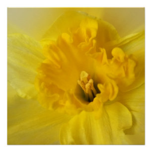 yellow daffodil poster