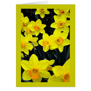 Yellow Daffodils