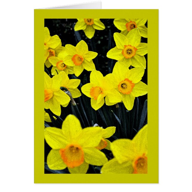 Yellow Daffodils (Front)