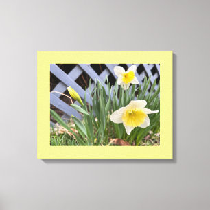 Yellow Daffodils #2 Canvas Print