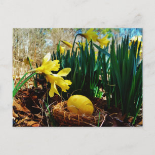 Yellow Daffodils and a Yellow Easter egg Holiday Postcard