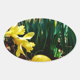 Yellow Daffodils and a Yellow Easter egg Oval Sticker
