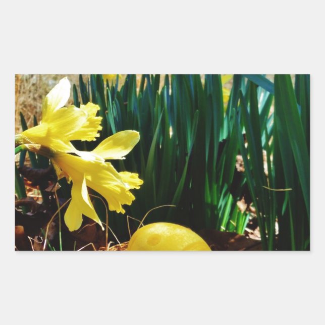 Yellow Daffodils and a Yellow Easter egg Rectangular Sticker (Front)