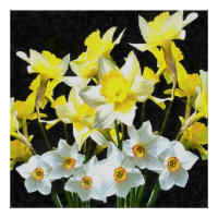 Yellow Daffodils And White Narcissi On Grey